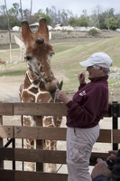 321-0074 Safari Park - Giraffe with Lois